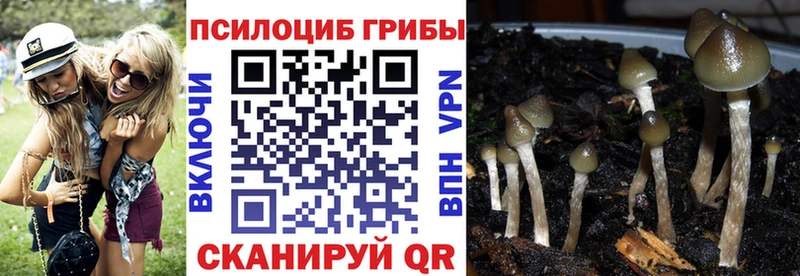 наркошоп  Цоци-Юрт  Псилоцибиновые грибы Psilocybine cubensis 